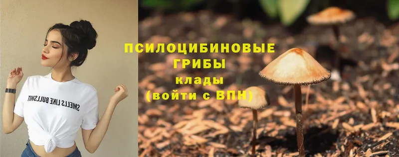 где можно купить   Облучье  Галлюциногенные грибы Psilocybe 